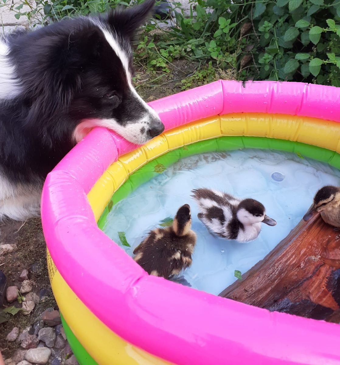 Border Collie Jule legt das Kinn auf den Küken-Pool und schaut Brandgans-Küken Kalli und den Enten-Küken zu