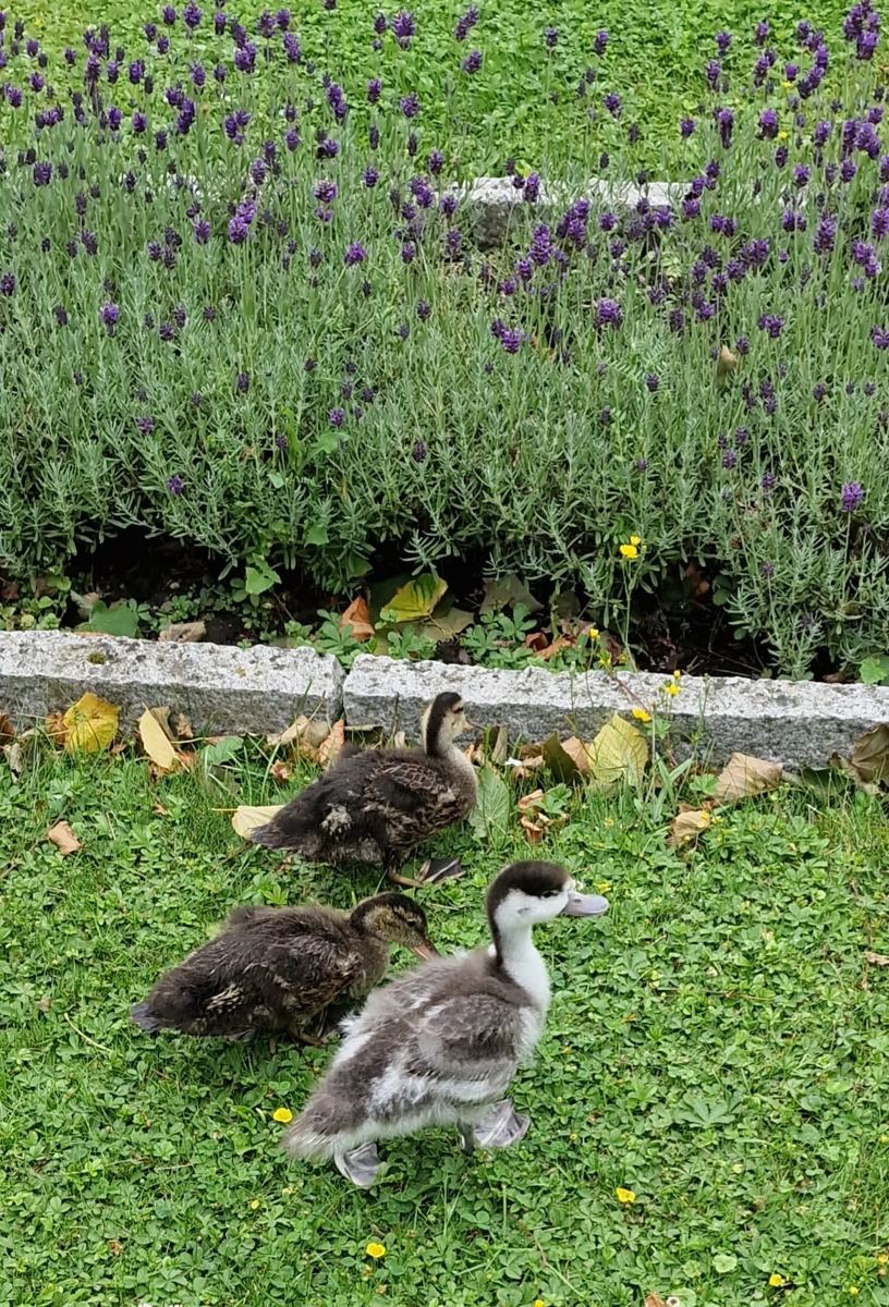 Junge Brandgans und zwei Krickenten laufen am Lavendel entlang