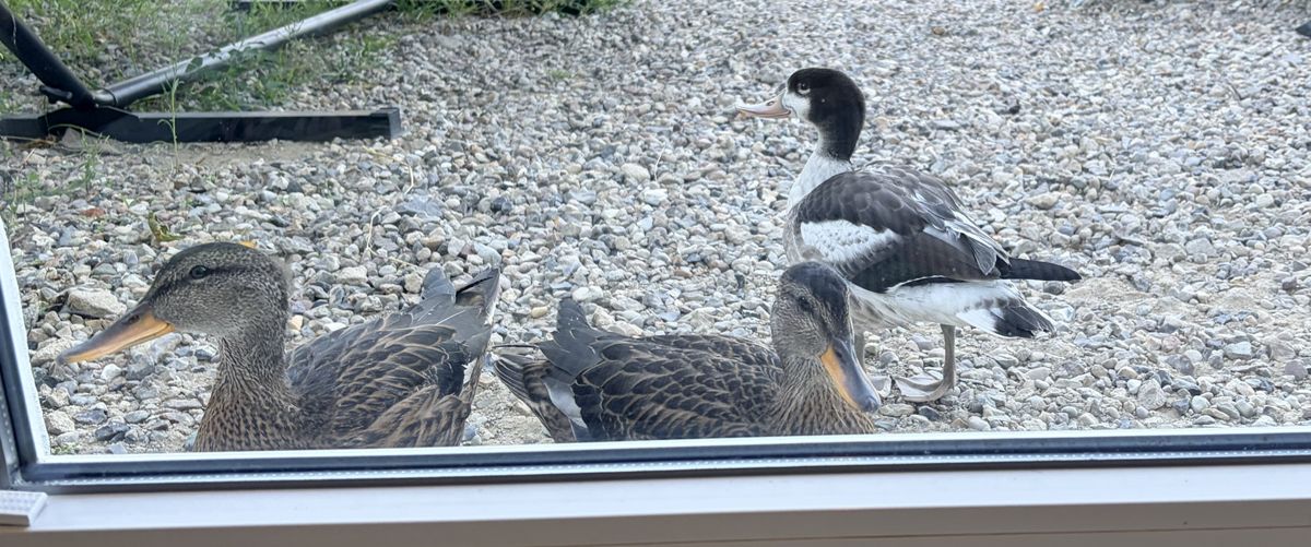 Junge Brandgans Kalli und zwei junge Enten schauen von draußen durch die Terrassentür