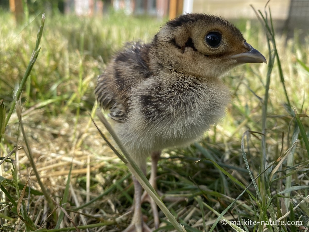 Fasanküken Pauline steht im Gras