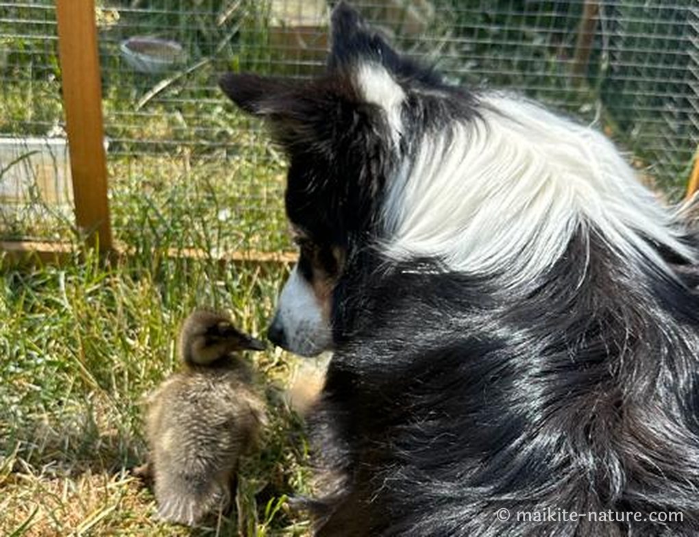 Border Collie Luna und Stockentenküken Duffy Nase an Nase