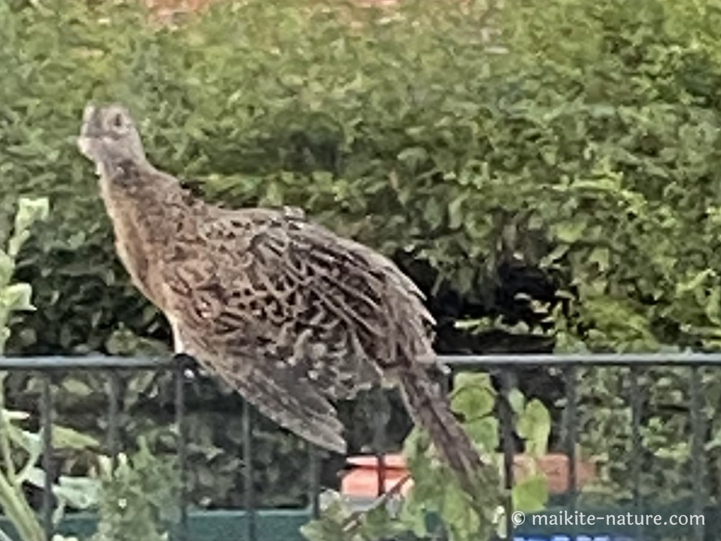 Junge Fasanenhenne Pauline sitzt auf dem Gartenzaun