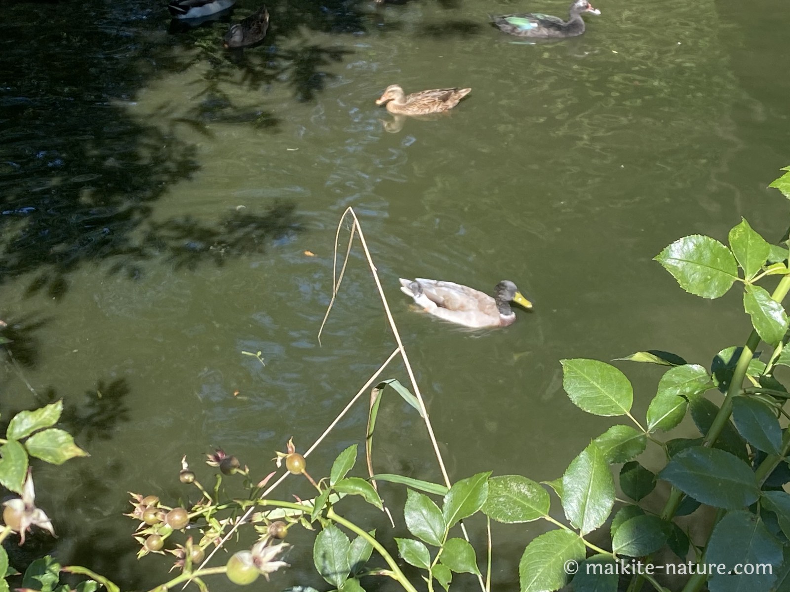 Stockenten-Erpel Duffy schwimmt mit anderen Stockenten auf dem Dorfteich