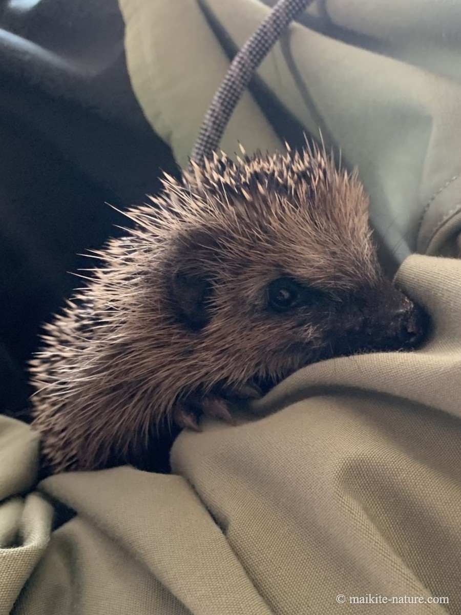 Igel Annabell kuschelt sich in einen Jackenärmel
