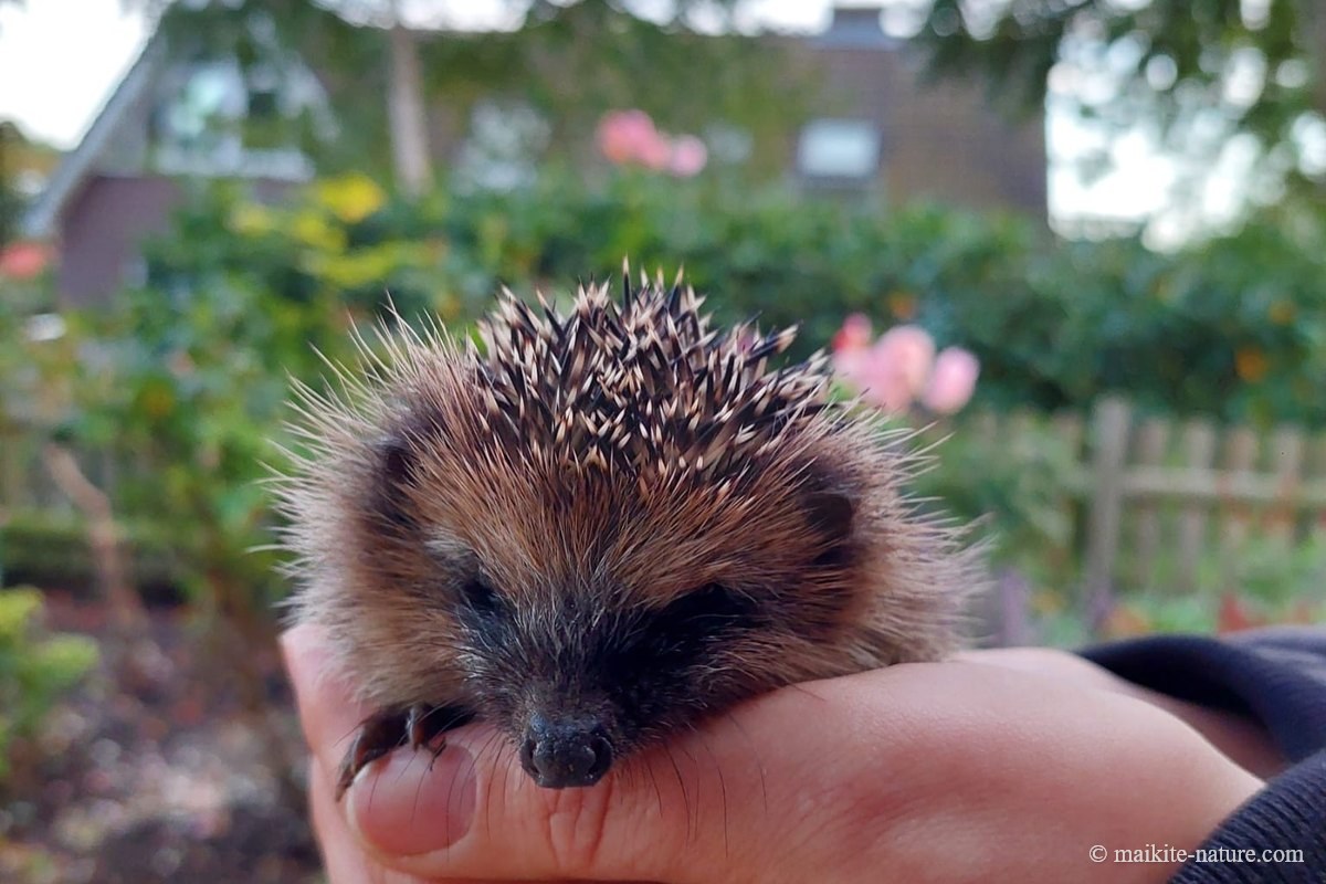 Kleiner Igel Annabell sitzt in einer Hand vor einem Rosengarten