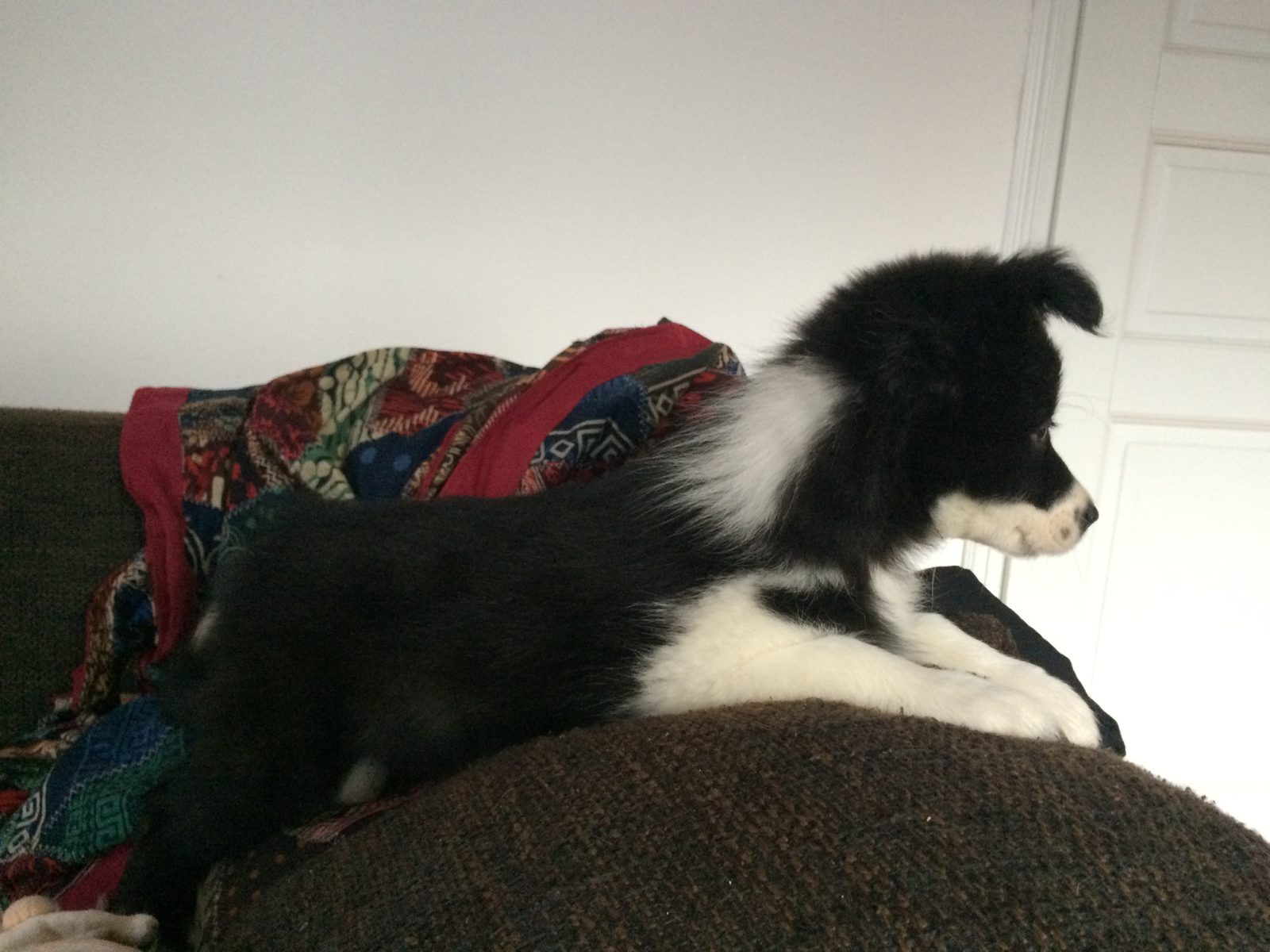 Schwarz-weißer Border-Collie-Welpe Jule liegt auf dem Sofa