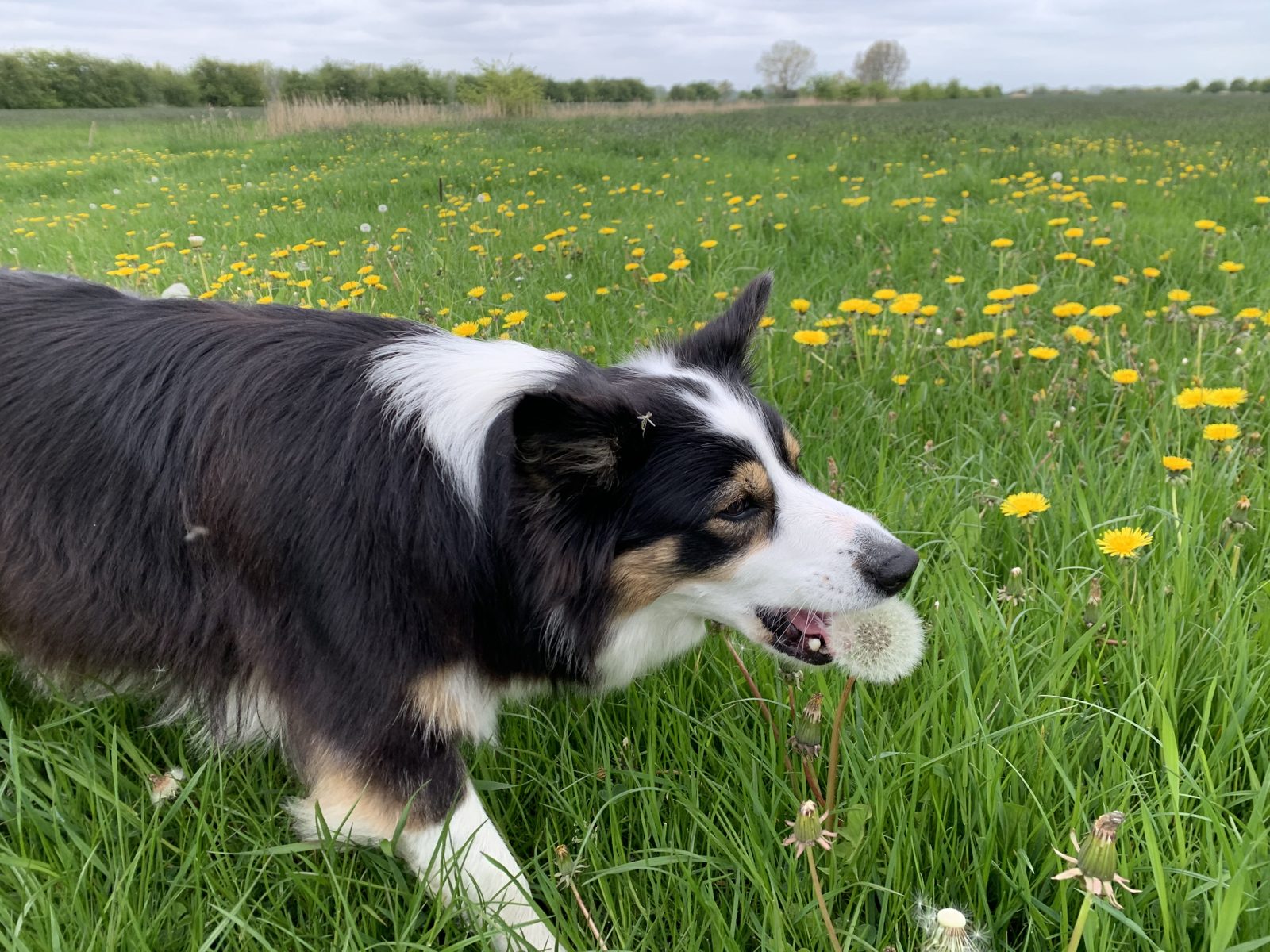 Border Collie Luna mit einer Pusteblume im Maul auf einer Löwenzahnwiese