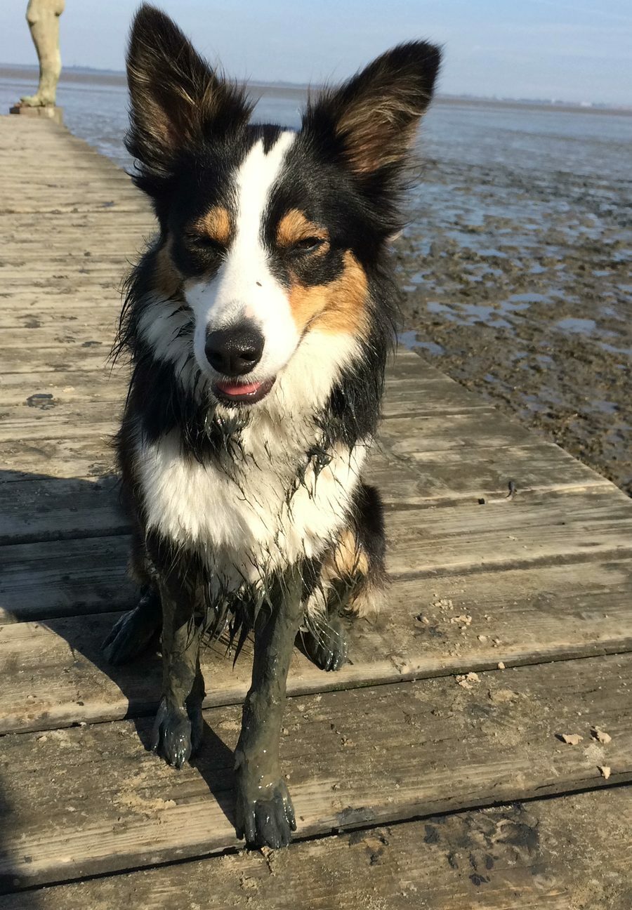 Tricolor Border Collie Luna mit schlammigen Beinen vom Watt auf einem Holzsteg