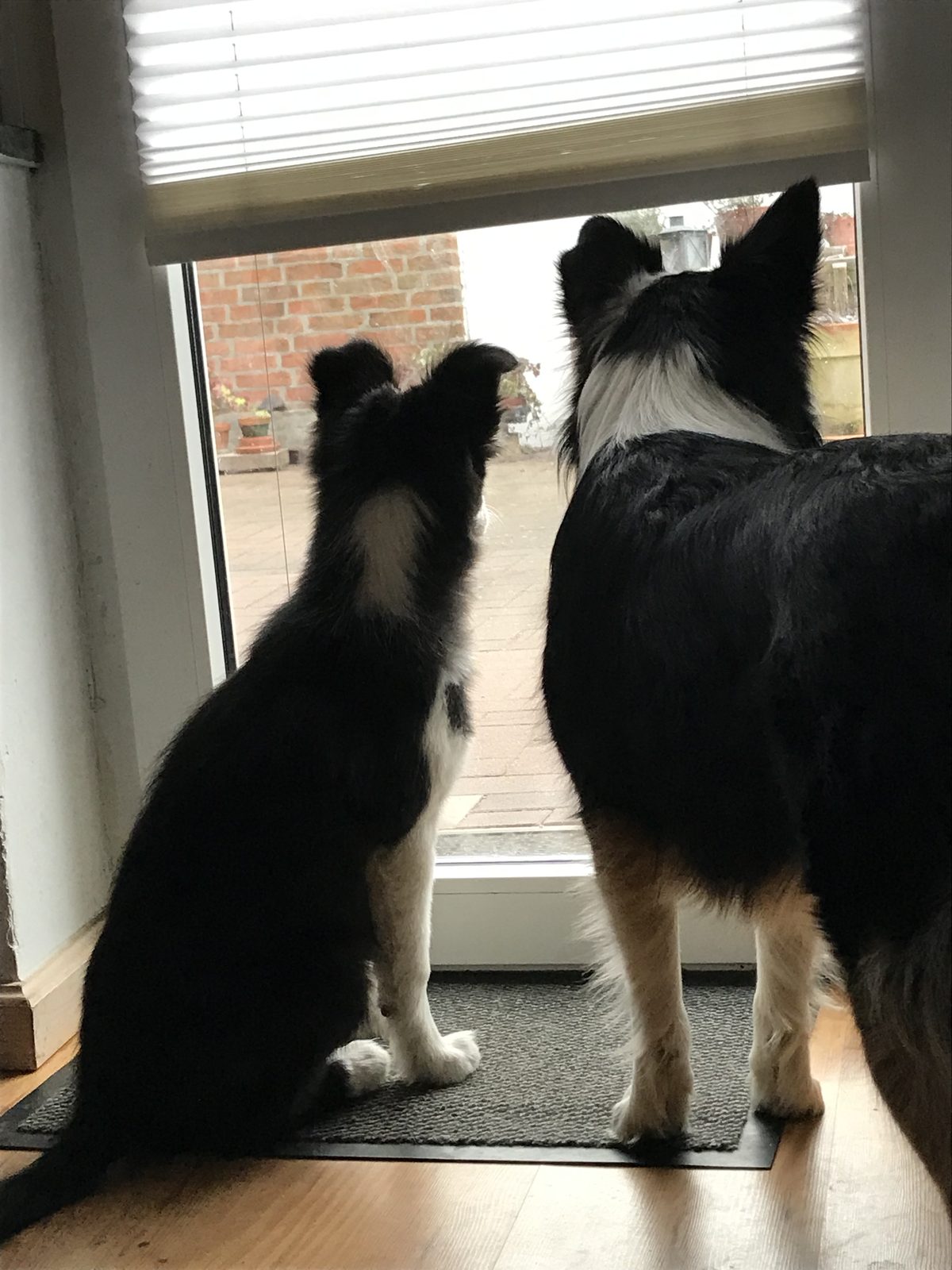 Luna und Jule sitzen nebeneinander an der Terrassentür und schauen hinaus