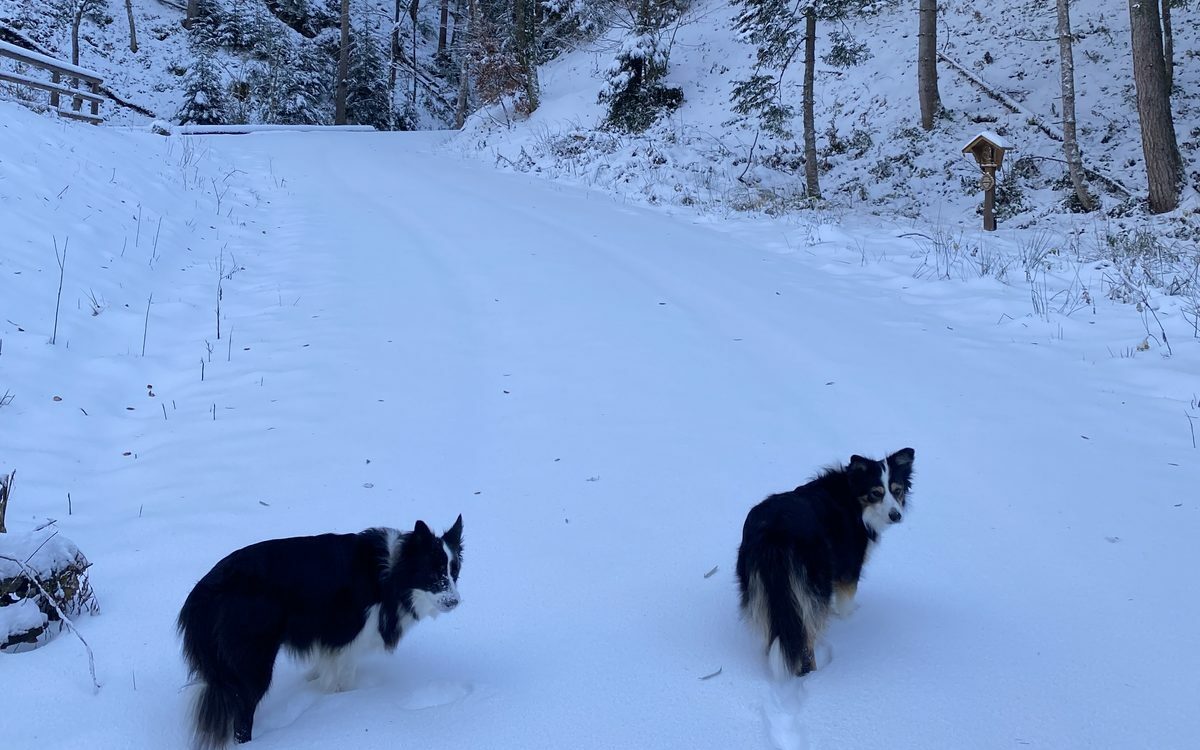 Luna und Jule laufen über einen verschneiten Waldweg