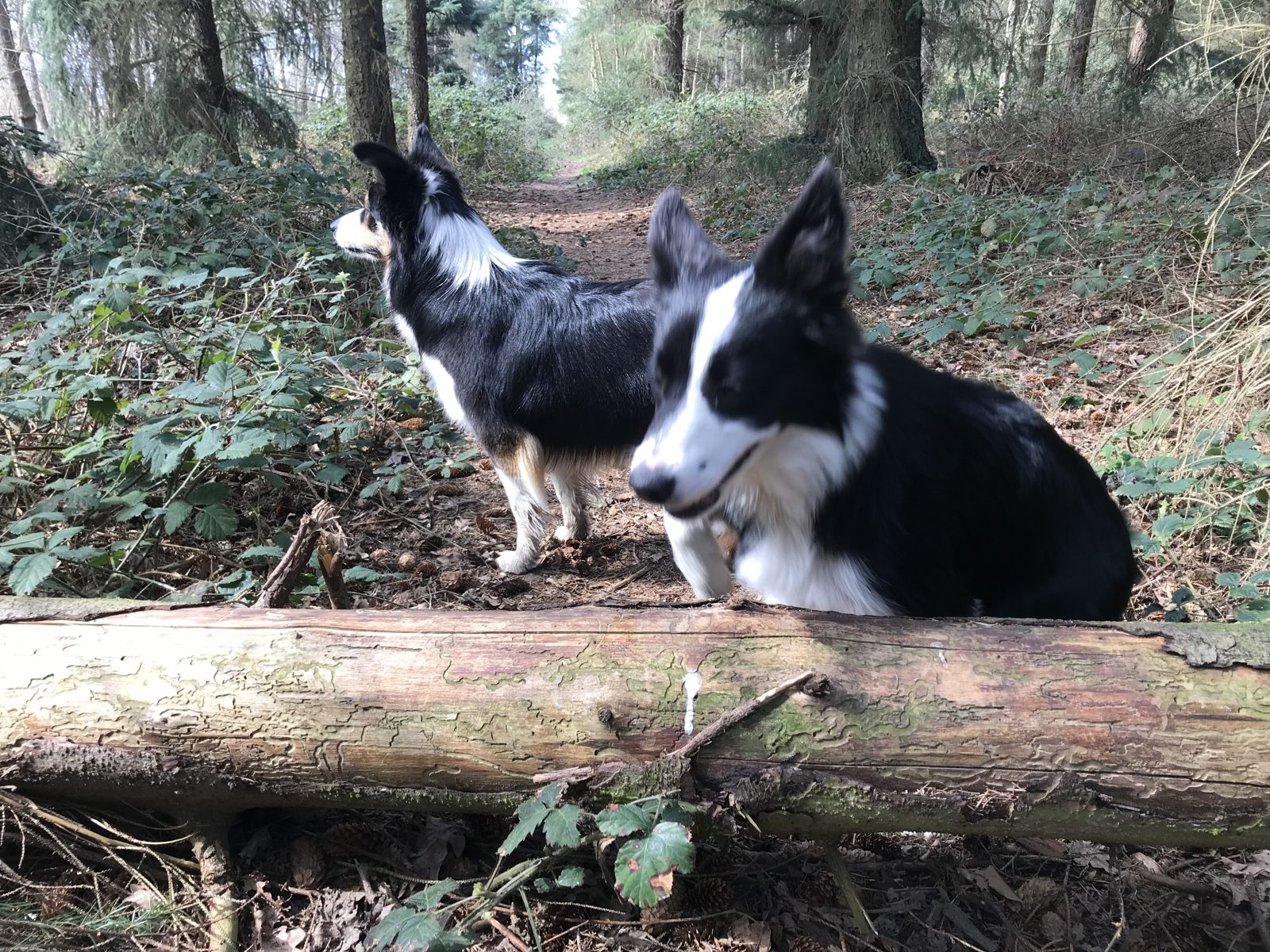 Luna und Jule im Wald an einem umgestürzten Baumstamm