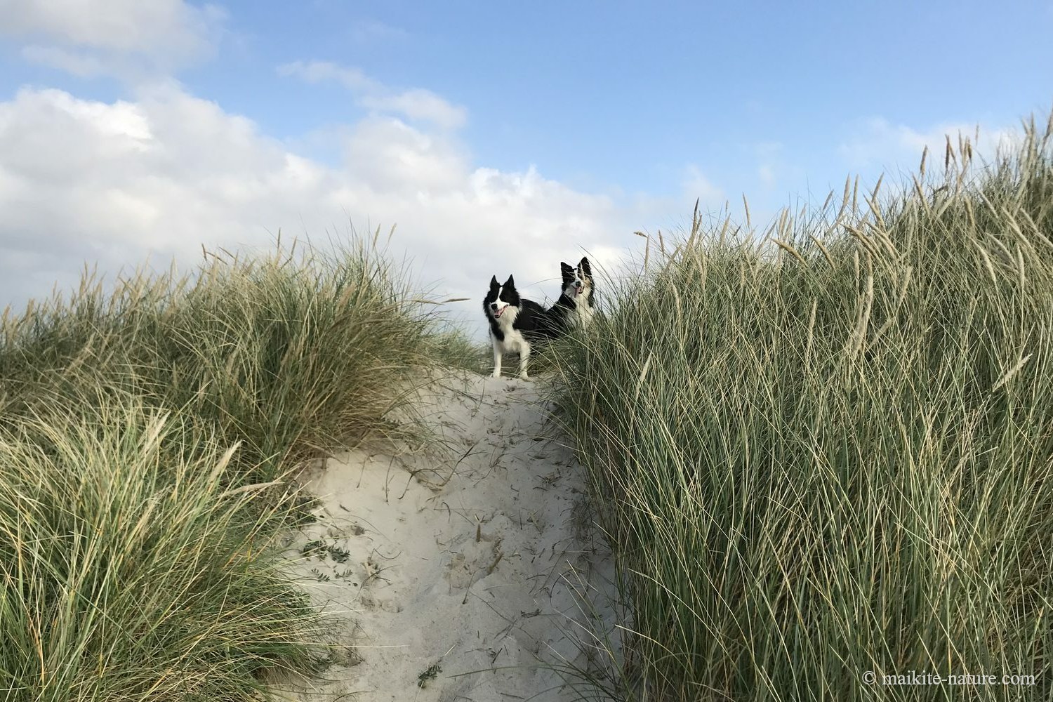 Luna und Jule auf einem Sandweg zwischen Dünengras