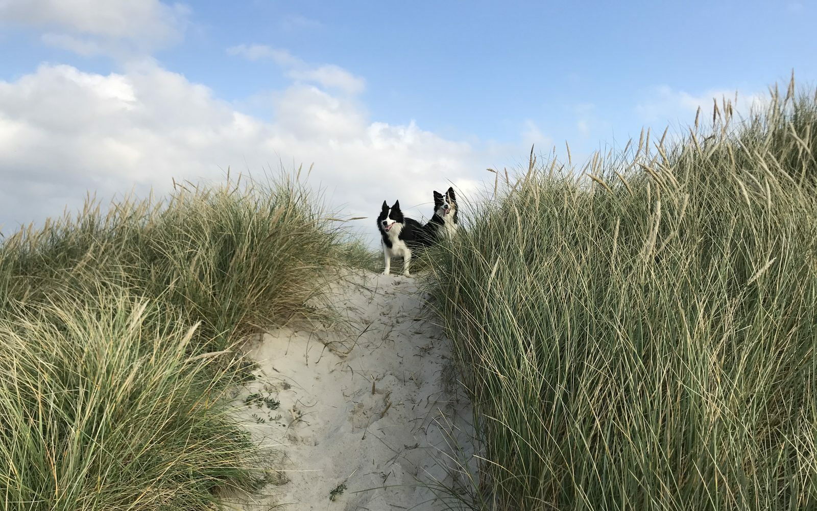 Luna und Jule auf einem Sandweg zwischen Dünengras
