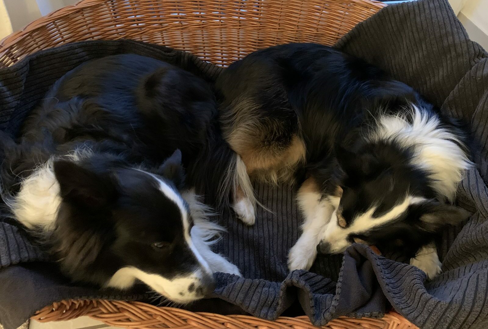Border Collies Luna und Jule schlafen Kopf an Kopf in einem Weidenkorb