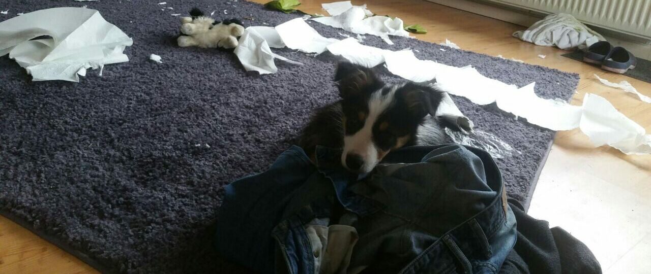 Border-Collie-Welpe Luna liegt zwischen zerrupftem Klopapier