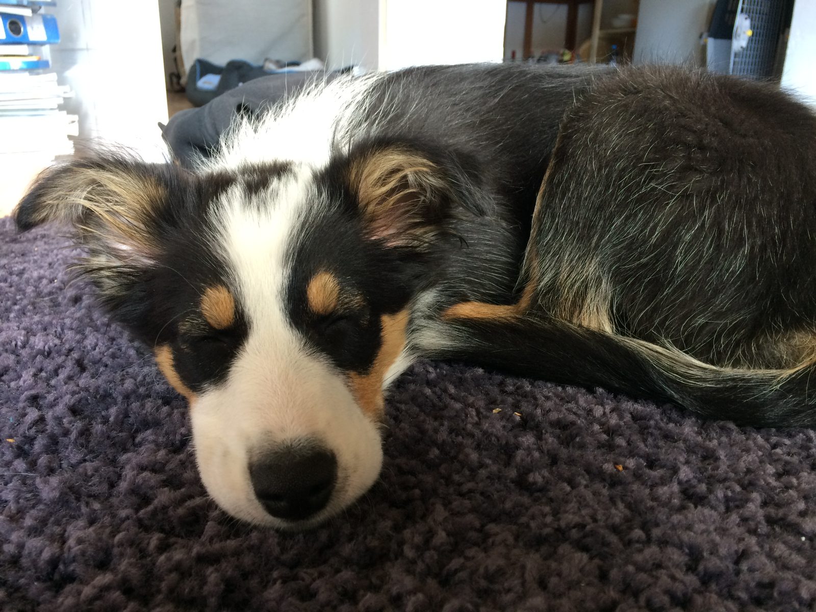 Border-Collie-Welpe Luna schläft auf einem lila Teppich