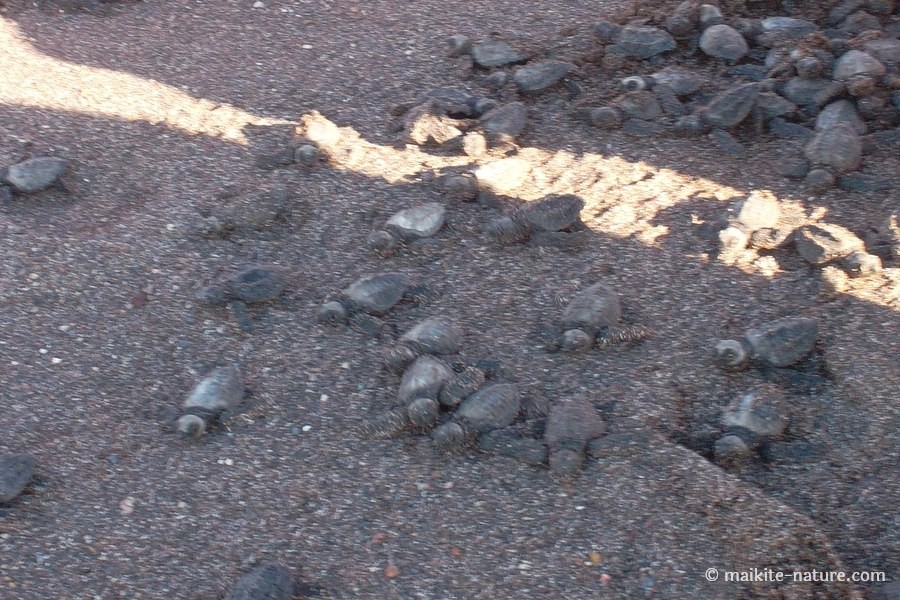 Viele frisch geschlüpfte Meeresschildkröten krabbeln über den Strand in Costa Rica