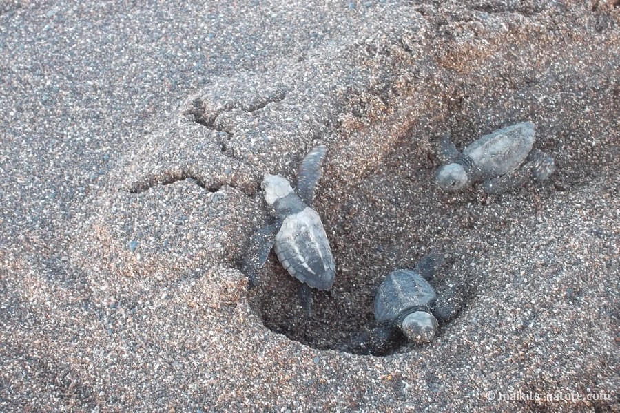 Drei kleine Meeresschildkröten krabbeln aus ihrem Nest im Sand