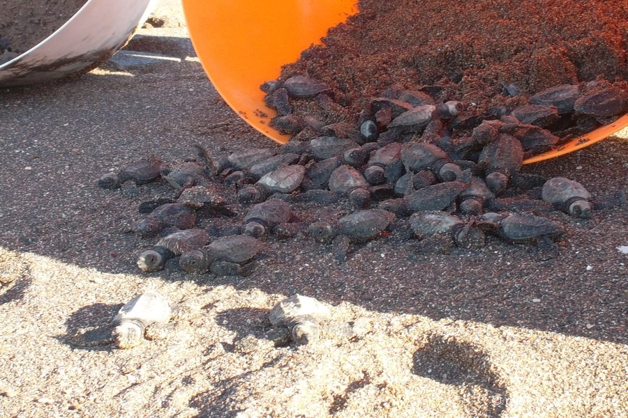 Frisch geschlüpfte Meeresschildkröten werden aus einer Schüssel am Strand freigelassen