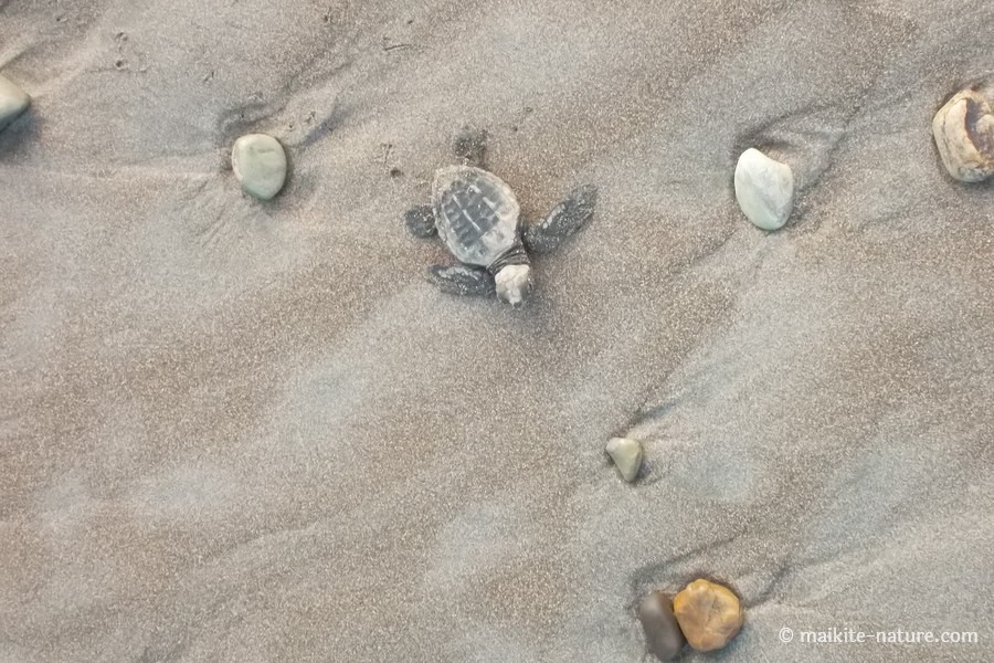 Kleine Meeresschildkröte Tortuguito auf nassem Sand zwischen Kieseln in Costa Rica
