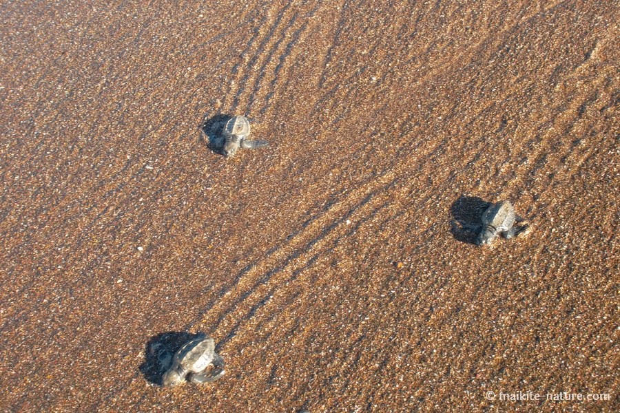 Drei kleine Meeresschildkröten laufen über den nassen Sand Richtung Meer