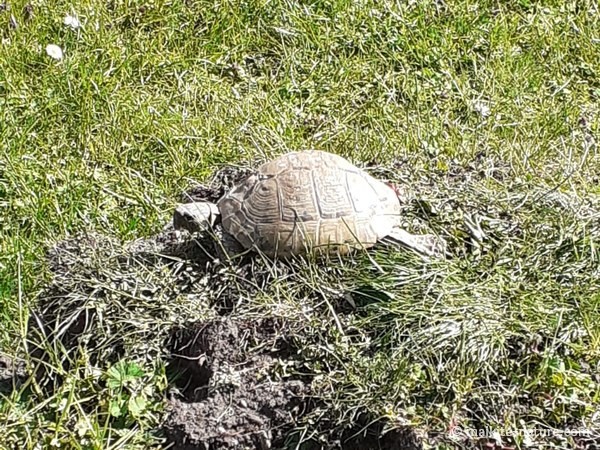 Landschildkröte Susi sonnt sich auf einem Grashügel