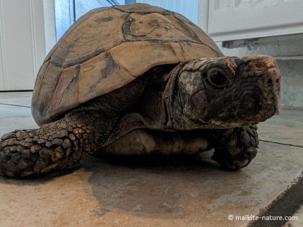 Landschildkröte Susi in Nahaufnahme
