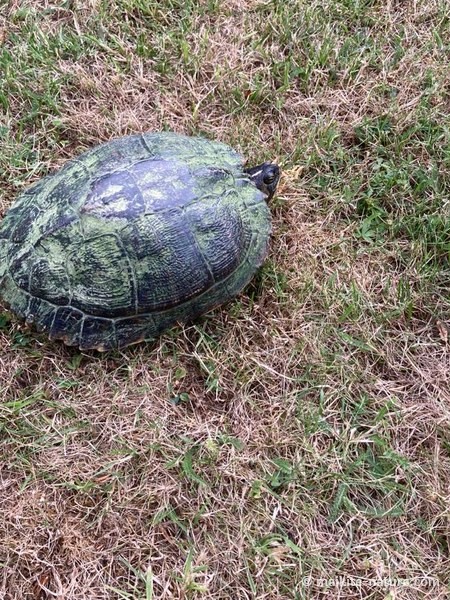 Wasserschildkröte Schildi im Gras auf Fehmarn