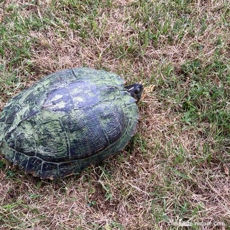 Wasserschildkröte Schildi im Gras auf Fehmarn