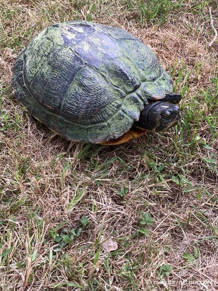 Wasserschildkröte Schildi streckt den Kopf aus dem Panzer