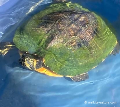 Wasserschildkröte Schildi schwimmt im Pool