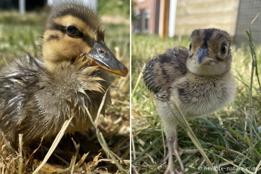 Stockentenküken Duffy und Fasanküken Pauline im Gras